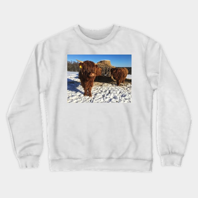 Scottish Highland Cattle Calves 1932 Crewneck Sweatshirt by SaarelaHighland